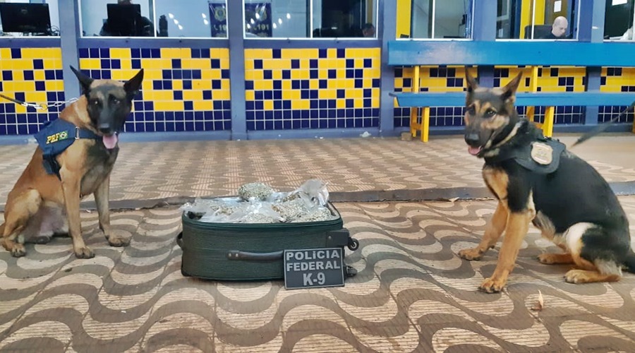 Prf apreende com ajuda de cães farejadores 10 Kg de maconha em bagagem de adolescente 1