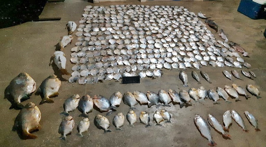 Batalhão Ambiental apreende 423 peças de pescado irregular na Transpantaneira 1