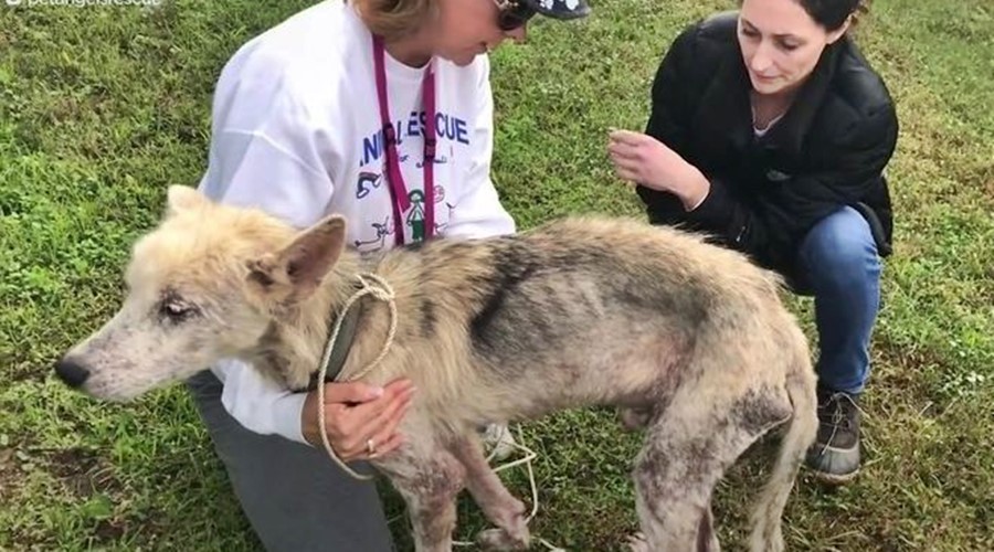 Homem tenta matar cachorro de fome para se vingar da ex-mulher 1