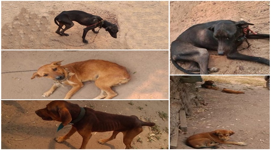 Polícia Militar prende dono de fazenda em MT por maus-tratos contra animais 1