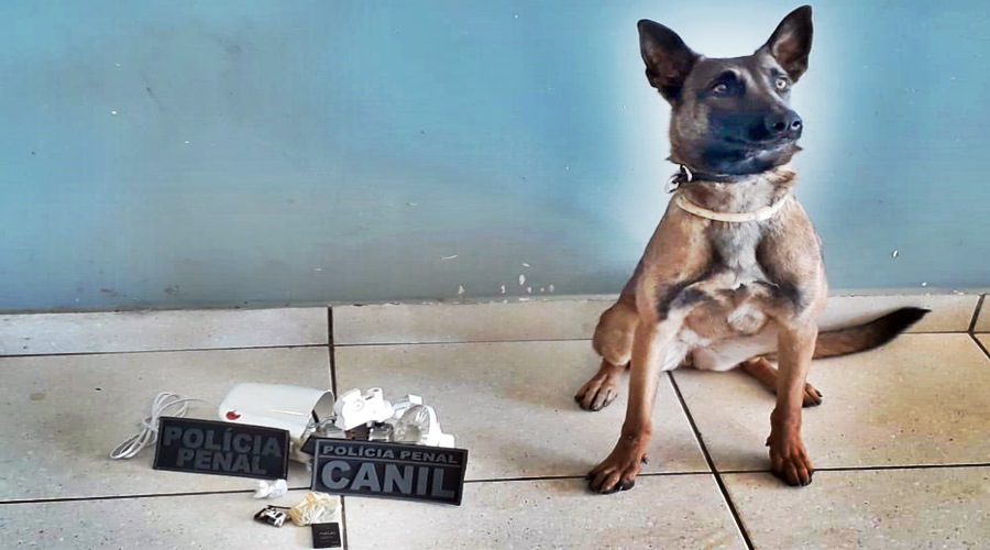 Policiais penais prende mulher após Cão farejar droga dentro de ventilador que iria ser entregue para detento 1