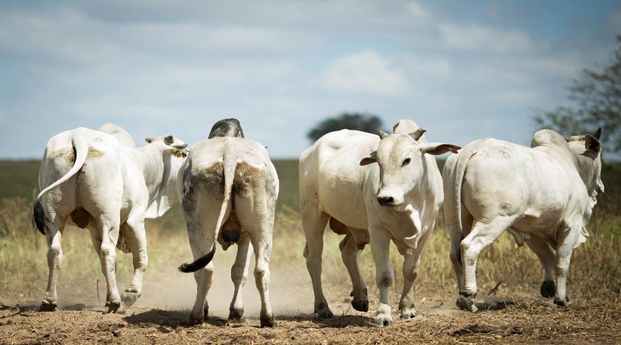 Exportações de carne bovina de Mato Grosso batem recorde histórico 1