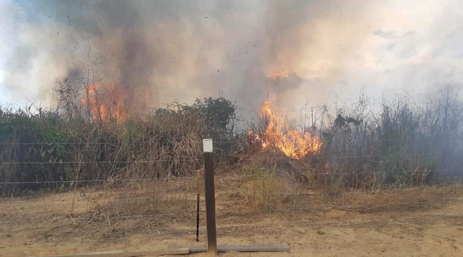 Bombeiros militares prendem em flagrante um homem e apreendem dois adolescentes por crime ambiental 1