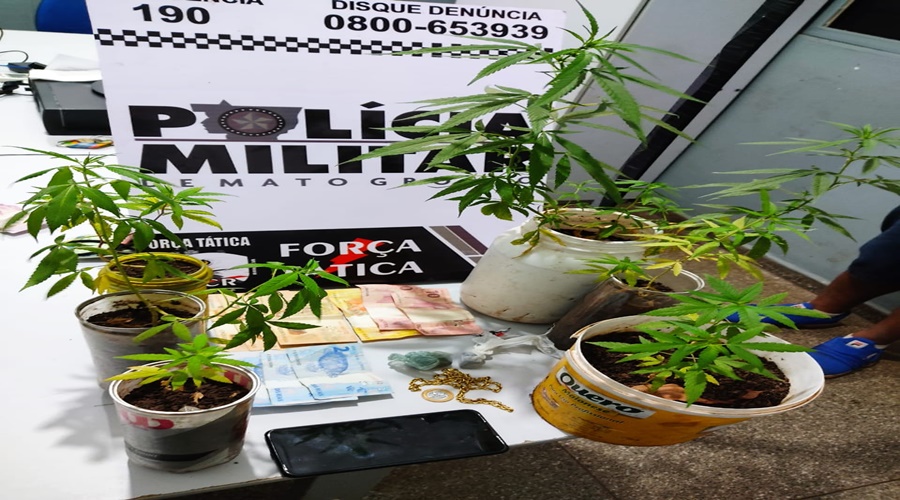 Polícia Militar prende dois indivíduos que cultivavam plantação de maconha 1