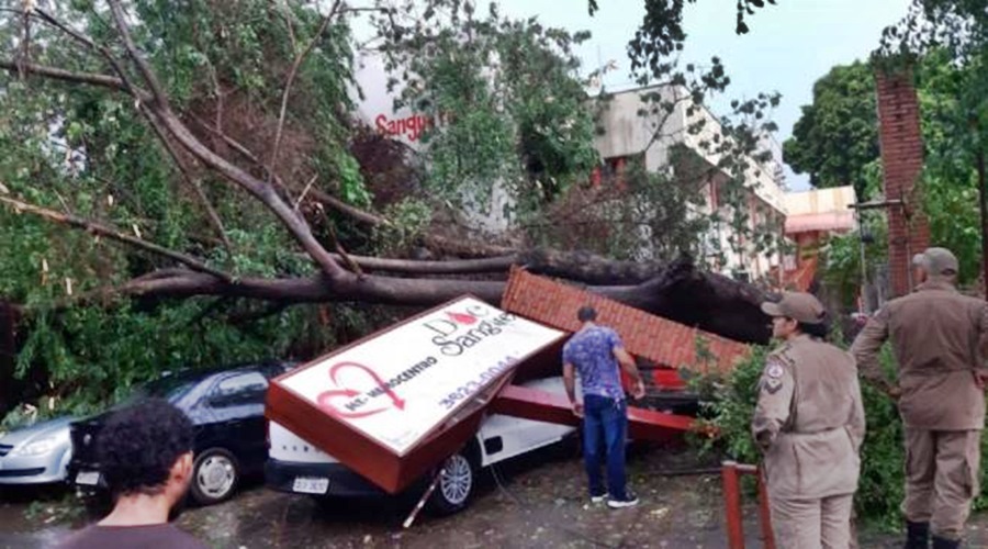 Chuva acompanhada de ventania forte derruba árvores em cima de veículos na capital Cuiabá 1