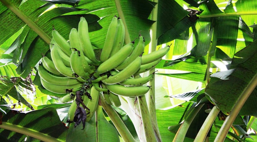 Empaer avalia novas cultivares de banana resistentes a doença Sigatoka Negra 1