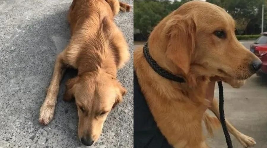 Cão anda por 14 dias tentando voltar para casa após fugir de lar temporário 1