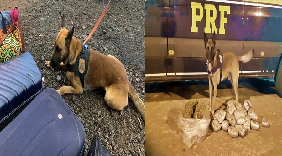 Trabalho conjunto da PRF e da PF com ajuda de cães farejadores apreendem menor transportando super maconha 1