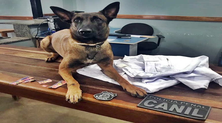 Cão farejador evita entrada de entorpecentes na Penitenciária da Mata Grande 1