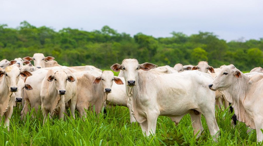 Sesp realiza leilão de gado e propriedade rural provenientes de lavagem de dinheiro 1