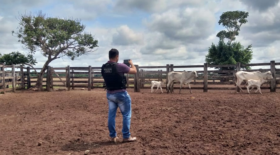 Policia Civil recupera gado furtado de propriedade rural e filho do dono é preso acusado de ser um dos autores do roubo 1