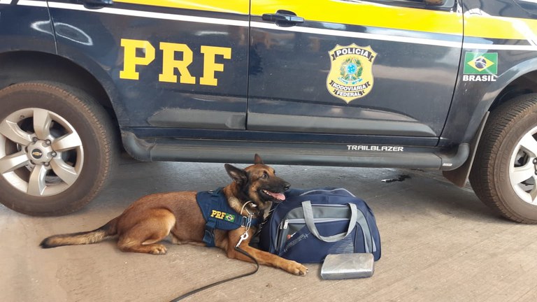 Cão farejador da PRF encontra cocaína em ônibus 1