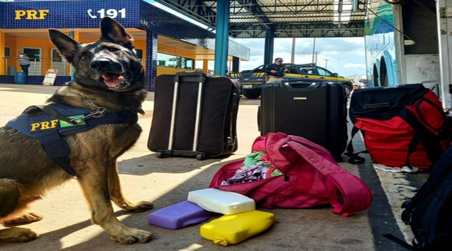 Com ajuda de cão farejador PRF prende garota de 18 anos por tráfico de drogas 1