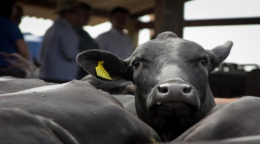 Campanha de vacinação contra a febre aftosa começa no sábado (01) em Mato Grosso 1