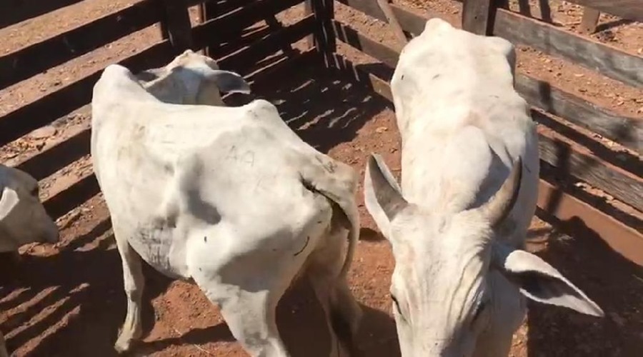 Suspeitos são presos por furto e receptação de gado em Alto Boa Vista 1