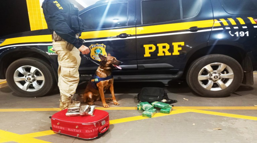 Grupo de Operação com Cães da PRF em Cuiabá-MT realiza duas apreensões de cocaína em apenas uma hora 1