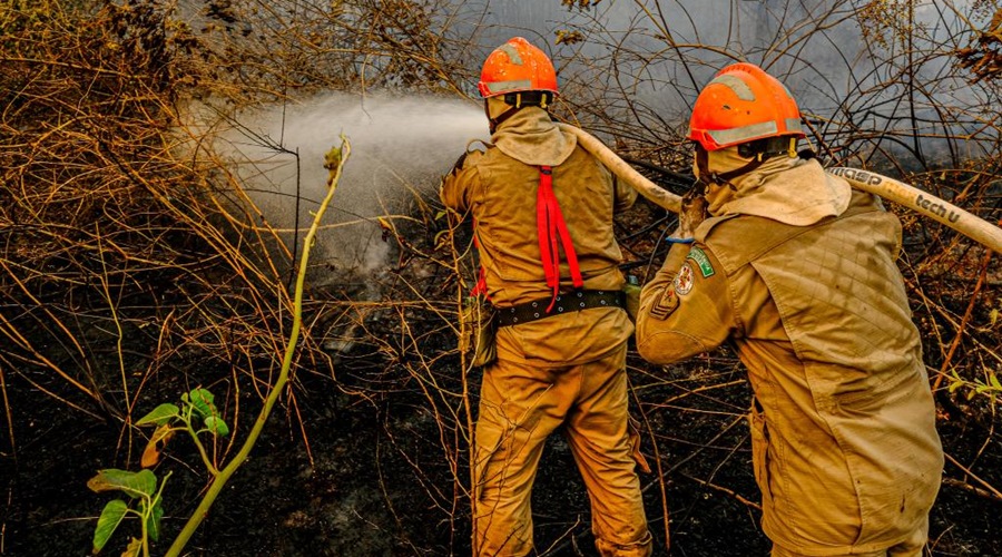 Imagens de animais mortos em incêndios florestais não são em Mato Grosso 1