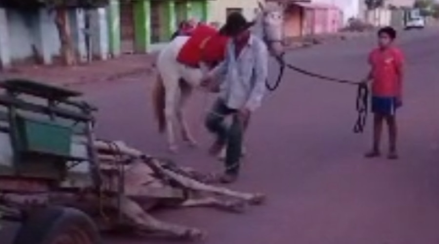 Em um ato de covardia homem chuta cavalo na cabeça após animal cair exausto de tanto trabalhar; VEJA O VIDEO 1