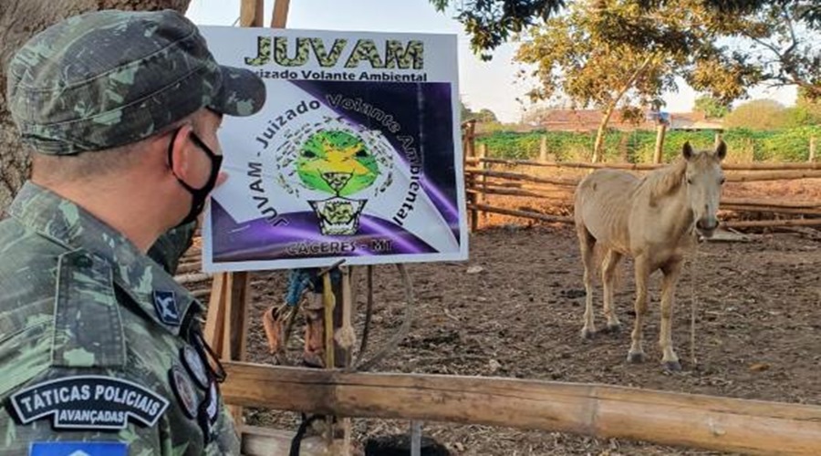 Carroceiro que agrediu cavalo com chutes na cabeça “exausto no chão" é preso e multado em MT 1