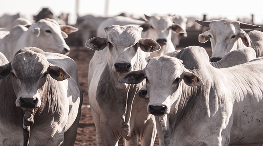 Pecuaristas estão de greve e frigorífico ficará sem boi 1