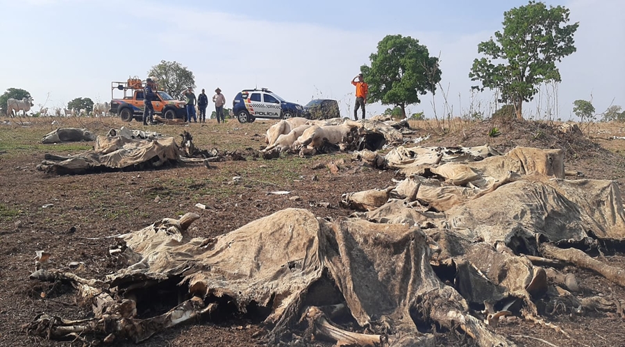 Após denúncia anônima polícia encontra dezenas de bois mortos e outros desnutridos em fazenda em MT 1