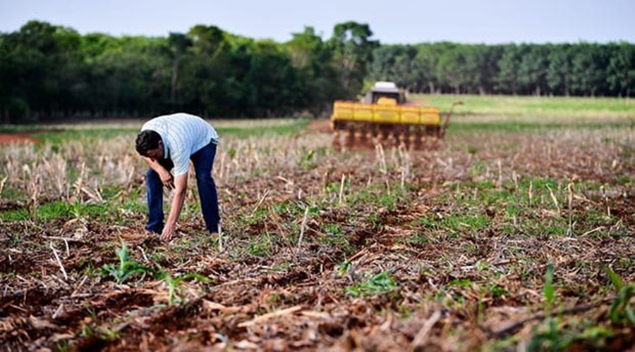 Área de soja convencional deve crescer na safra 2022/23 em Mato Grosso 1