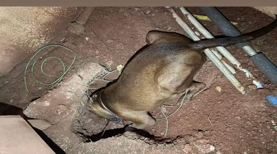 Ao cavar buraco para fugir de barulho de fogos cadela morre eletrocutada em Rondonópolis 1