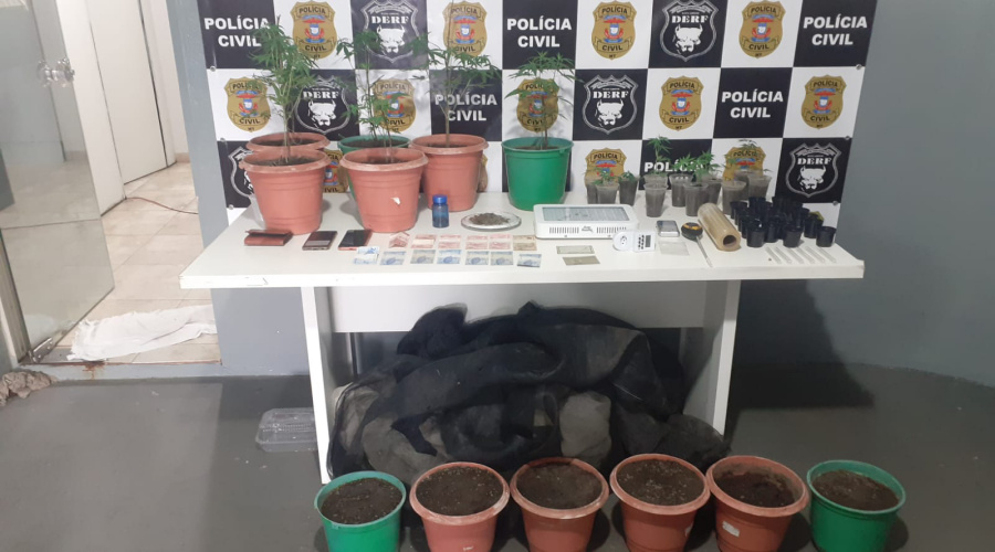 Traficante é preso em Rondonópolis com estufa para cultivo de maconha 1