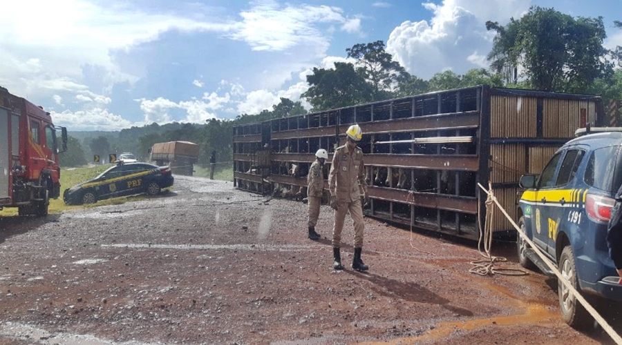 Veículo carregado de gado tomba em BR de MT, motorista fratura os braços e alguns animais morrem e outros ficam feridos 1