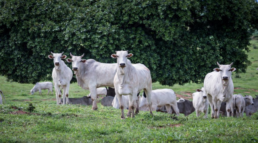 Pecuária de MT quebra novo recorde e rebanho atinge 32,7 milhões de cabeças 1