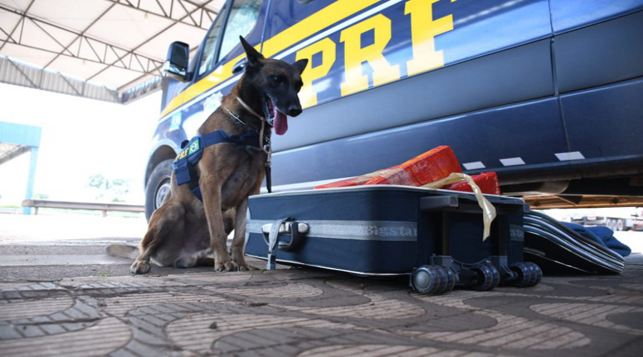 Cães da PRF flagram maconha dentro de ônibus em Rondonópolis e mulher de 19 anos é presa 1