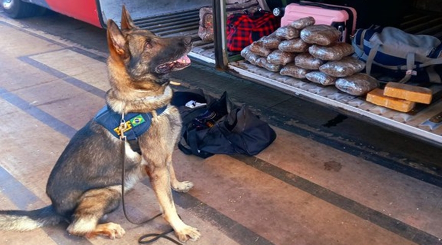 Com auxílio de Cães farejadores PRF localiza droga em ônibus e prende passageira na capital Cuiabá 1