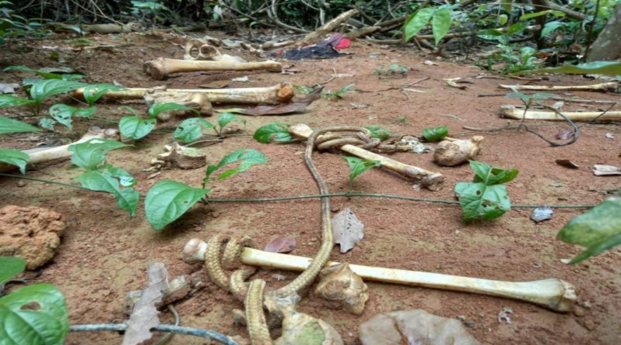 Enrolada em cordas, ossada humana é localizada em uma região de mata no interior de MT 1