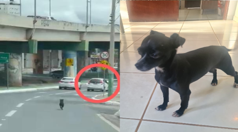 Cachorrinho abandonado pelo dono no centro de Cuiabá chora ao ser resgatado por empresária; veja videos 1