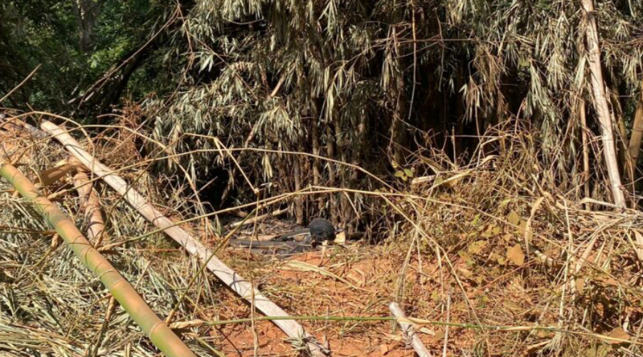 Corpos encontrados carbonizados em bambuzal em região rural de Rondonópolis são identificados 1