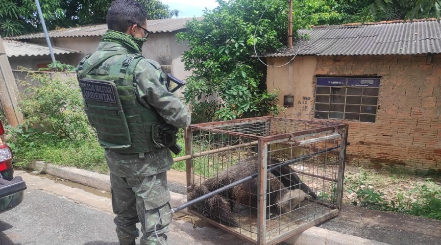 Batalhão Ambiental da PM já resgatou 291 animais silvestres na Região Metropolitana 1