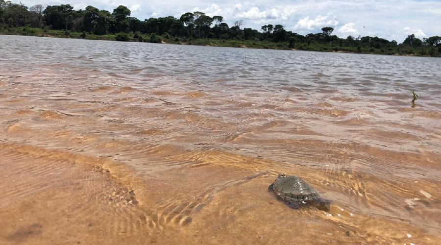 Mais de 200 tartarugas resgatadas no Parque Estadual do Araguaia são soltas pela Sema 1