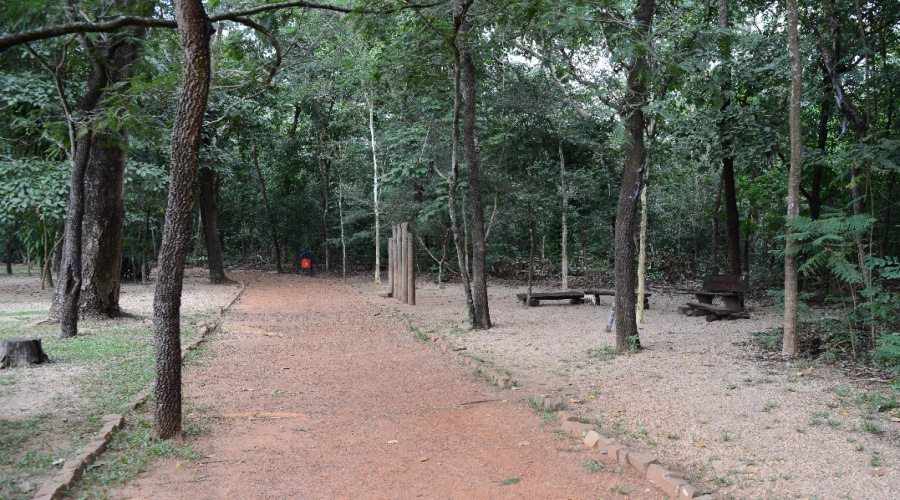 Semana do Meio Ambiente tem palestras, doações de mudas, trilhas ecológicas e ações de preservação ambiental 1