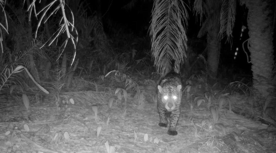 Sema-MT monitora animais silvestres da Estrada Parque Transpantaneira com câmeras acionadas por movimento 1