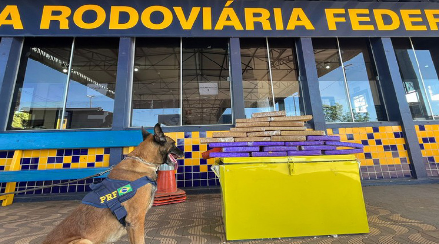 Maconha é apreendida em caixa térmica que estava em ônibus 1