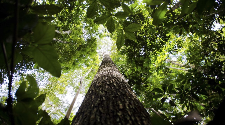 Bioma amazônico tem 30 a 40 mil espécies só de plantas, mostra estudo 1