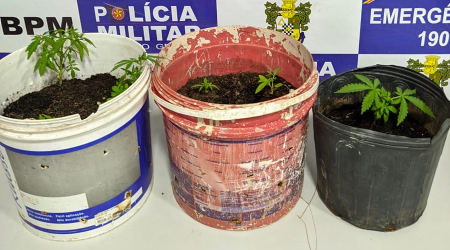 Após denúncia anônima individuo é preso suspeito de cultivar maconha em telhado de quitinete 1