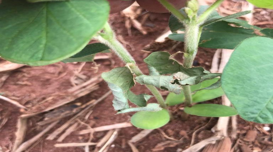 Largada para o plantio de soja requer cuidados com as pragas iniciais 1