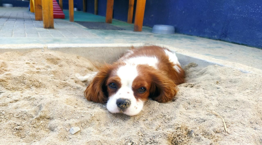 Outubro Rosa: entenda sobre o câncer de mama em pets 1