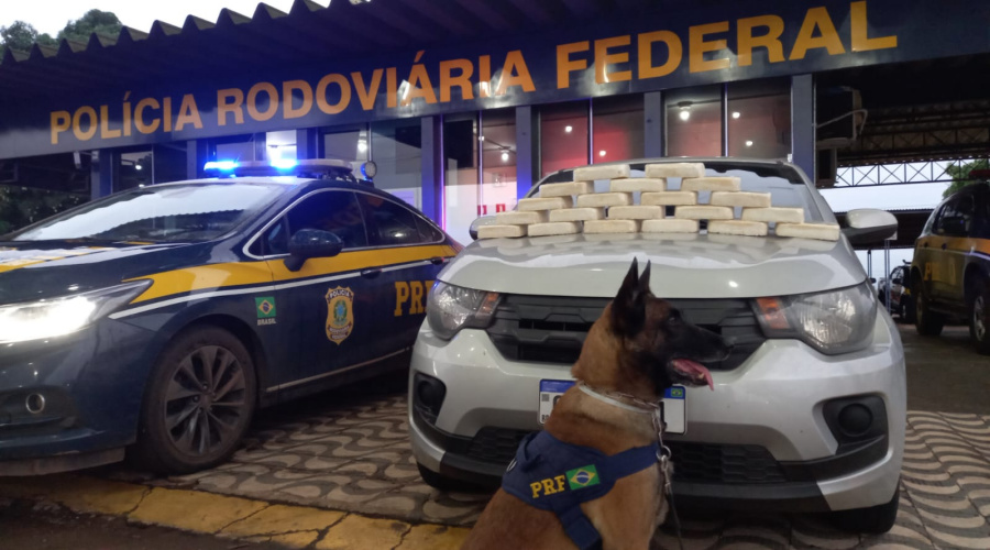 Cães farejadores encontram drogas em painel de carro e PRF prende motorista 1