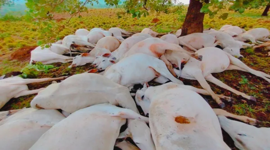 Raio atinge fazenda e mata metade das cabeças de gado do local 1