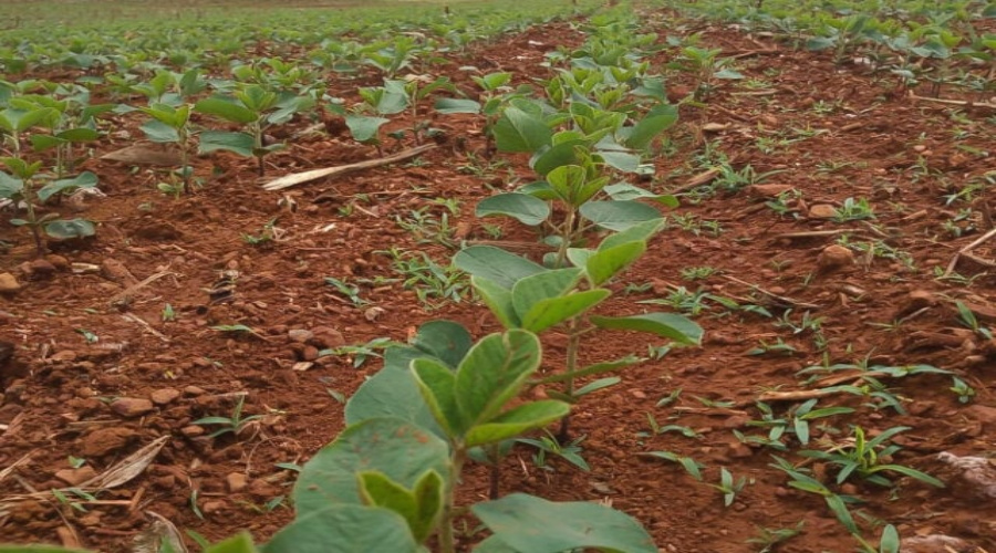 Plantio da soja 22/23 atinge 30% da área no Rio Grande do Sul 1