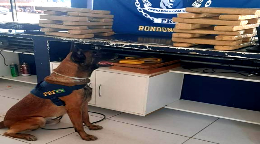 Cão farejador detecta 30 kg droga em ônibus e PRF prende passageiro por tráfico em Rondonópolis 1