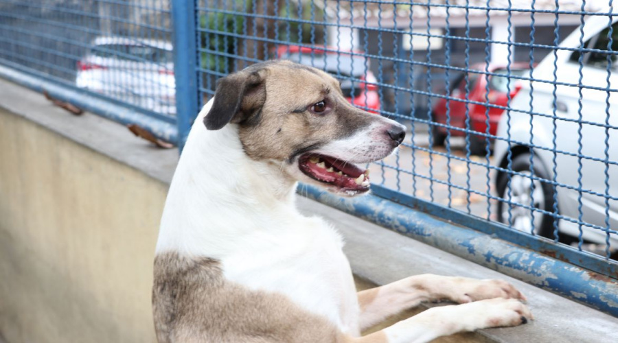 Fogos podem perturbar os pets; veja dicas que podem ajudar 1