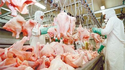 Carne de frango: Brasil aumenta embarques em 40% para o Catar 1